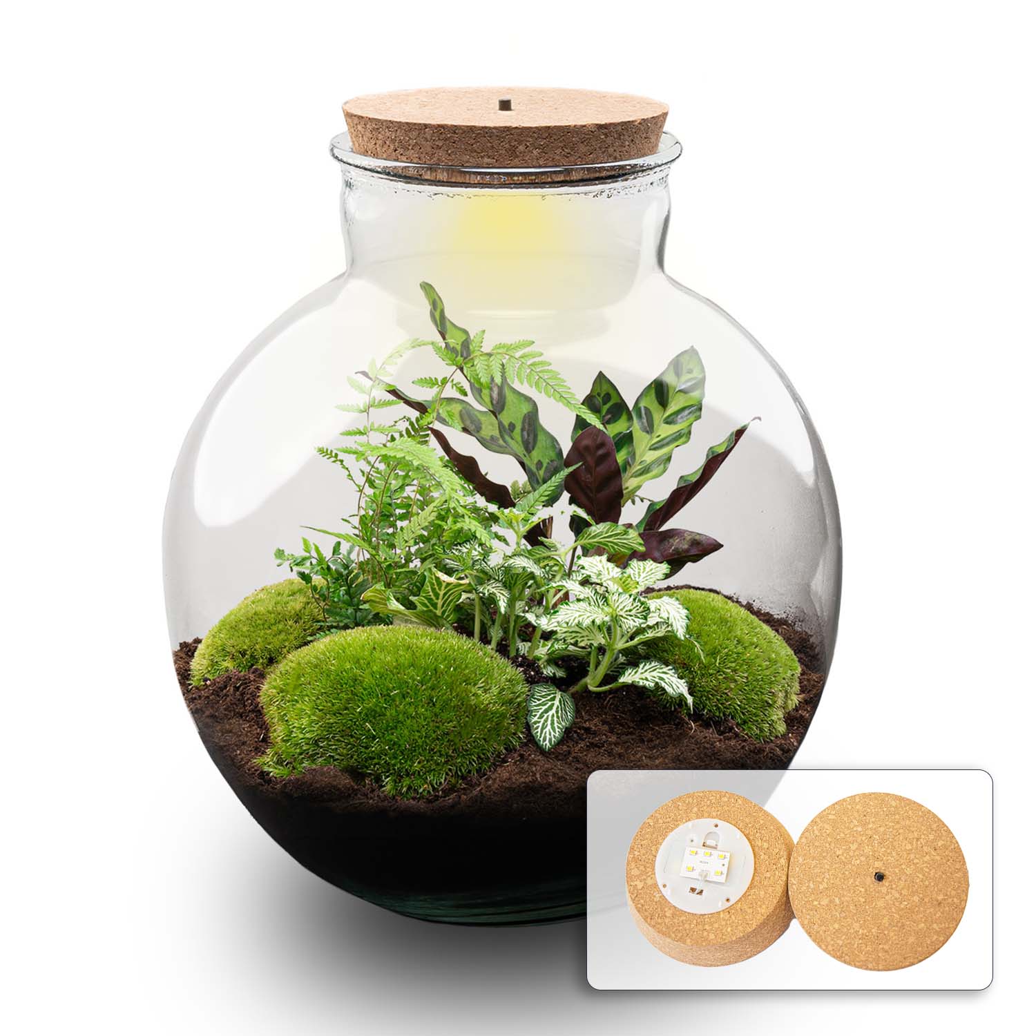 terrarium planter kit dunnes stores DIY Terrarium Kit - Create your own mini Ecosystem