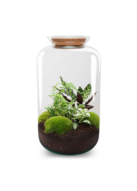Terrarium DIY Kit - Botanical Sven XL + Light - Bottle Garden - ↑ 43 cm