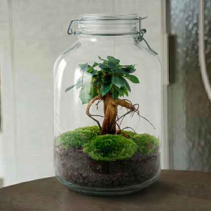  Jar Bonsai - Flaschengarten - DIY Terrarium mit Pflanzen im Glas - Ø 18 cm ↑ 28 cm