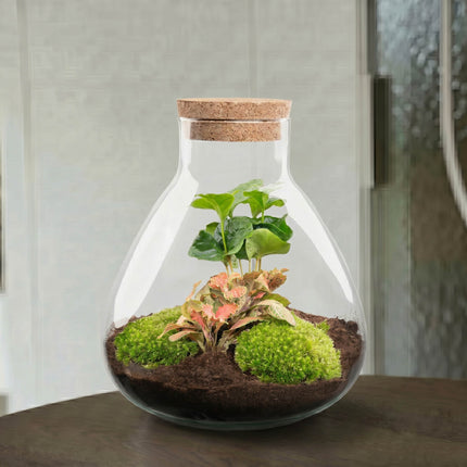 Sammie Coffea Ruby Lime - Flaschengarten - DIY Terrarium mit Pflanzen im Glas - Ø 22,5 cm ↑ 27 cm