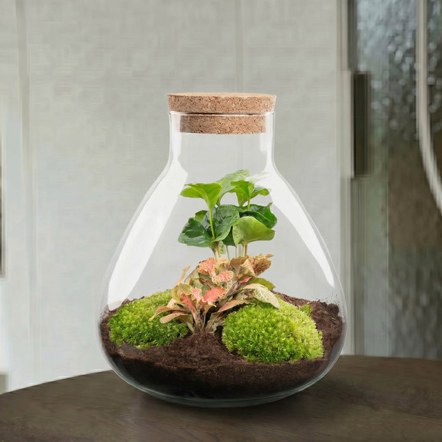 Sammie Coffea Ruby Lime - Terrarium - Bottle garden DIY kit - Ø 22,5 cm ↑ 27 cm