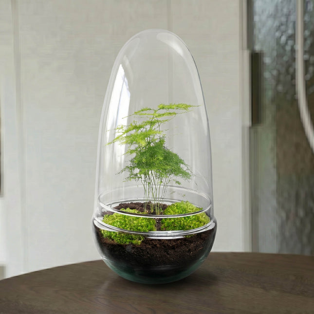 Egg Asparagus - Flaschengarten - Zweiteilige Glaskuppel - DIY Terrarium mit Pflanzen im Glas - Ø 12 cm ↑ 25 cm