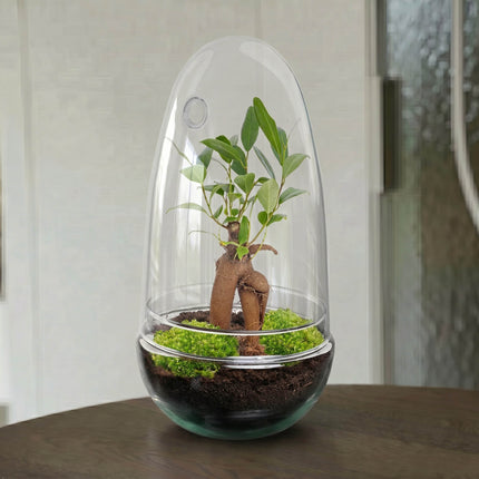 Egg Bonsai - Flaschengarten - Zweiteilige Glaskuppel - DIY Terrarium mit Pflanzen im Glas - Ø 12 cm ↑ 25 cm