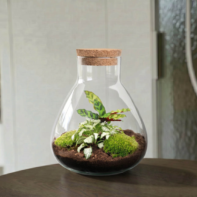 Sammie Calathea - Flaschengarten - DIY Terrarium mit Pflanzen im Glas - Ø 22,5 cm ↑ 27 cm
