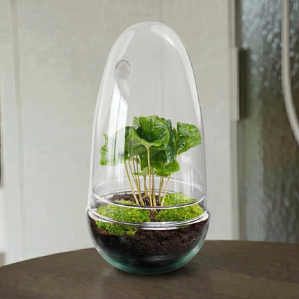 Egg Coffea - Flaschengarten - Zweiteilige Glaskuppel - DIY Terrarium mit Pflanzen im Glas - Ø 12 cm ↑ 25 cm