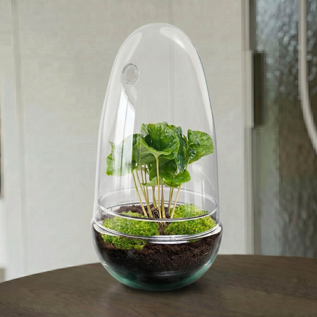 Egg Coffea - Flaschengarten - Zweiteilige Glaskuppel - DIY Terrarium mit Pflanzen im Glas - Ø 12 cm ↑ 25 cm