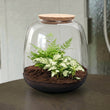 Emma Mini - Fittonia + Farn - Flaschengarten mit Korken - DIY Terrarium mit Pflanzen im Glas - Ø 19 cm ↑ 20 cm