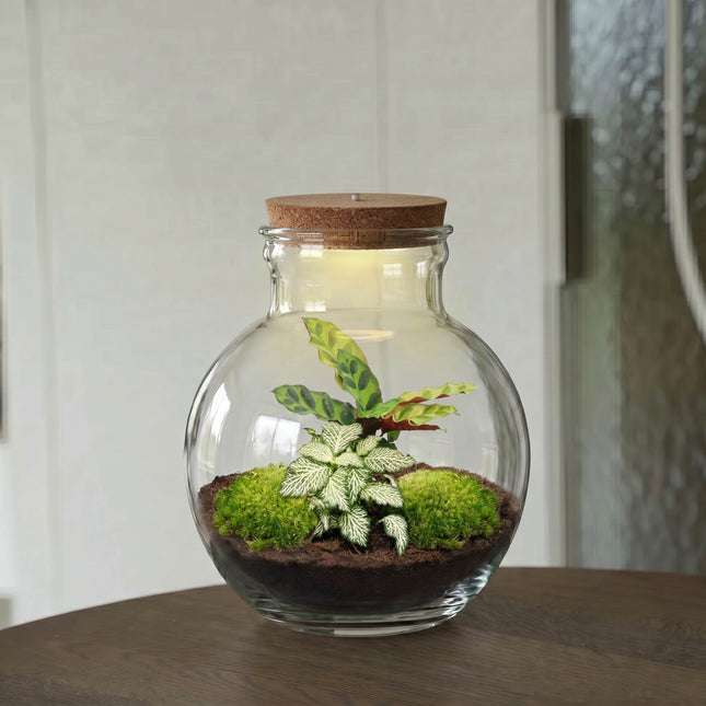 Teddy - Flaschengarten mit Licht - DIY Terrarium mit Pflanzen im Glas - Ø 25 cm ↑ 26,5 cm