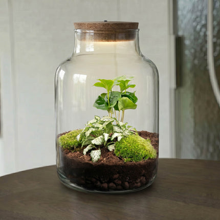 Little Milky - Flaschengarten mit Licht - Fittonia White Tiger + Coffea Arabica - Ø 17 cm ↑ 25 cm
