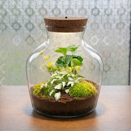 Little Joe - Planten Terrarium met licht - DIY kit - Ecosysteem plant - Ø 20 cm ↑ 22 cm