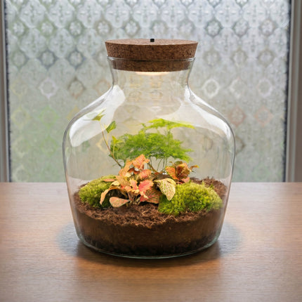 Little Joe Asparagus + Fittonia Ruby Lime  - Flaschengarten mit Licht - DIY Terrarium mit Pflanzen im Glas - Ø 20 cm ↑ 22 cm