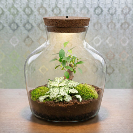 Little Joe Bonsai + Fittonia White Tiger - Flaschengarten mit Licht - DIY Terrarium mit Pflanzen im Glas - Ø 20 cm ↑ 22 cm