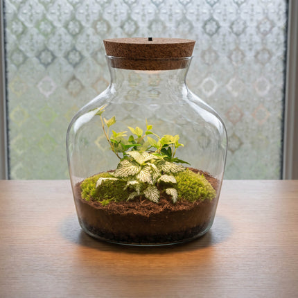 Little Joe - Planten Terrarium met licht - DIY kit - Ecosysteem plant - Ø 20 cm ↑ 22 cm