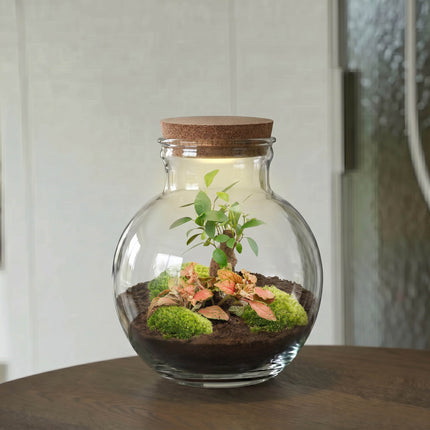Teddy Bonsai Rot - Flaschengarten mit Licht - DIY Terrarium mit Pflanzen im Glas - Ø 25 cm ↑ 26,5 cm
