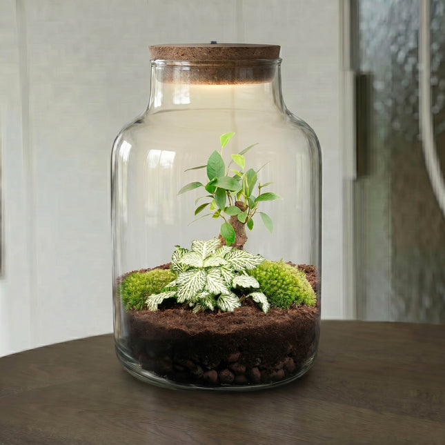 Little Milky - Planten Terrarium met licht - DIY kit - Ecosysteem plant - Ø 17 cm ↑ 25 cm