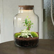 Little Milky - Planten Terrarium met licht - DIY kit - Ecosysteem plant - Ø 17 cm ↑ 25 cm