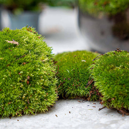 Fern - Plant Terrarium Refill & Starter kit - 3 terrarium plants - DIY