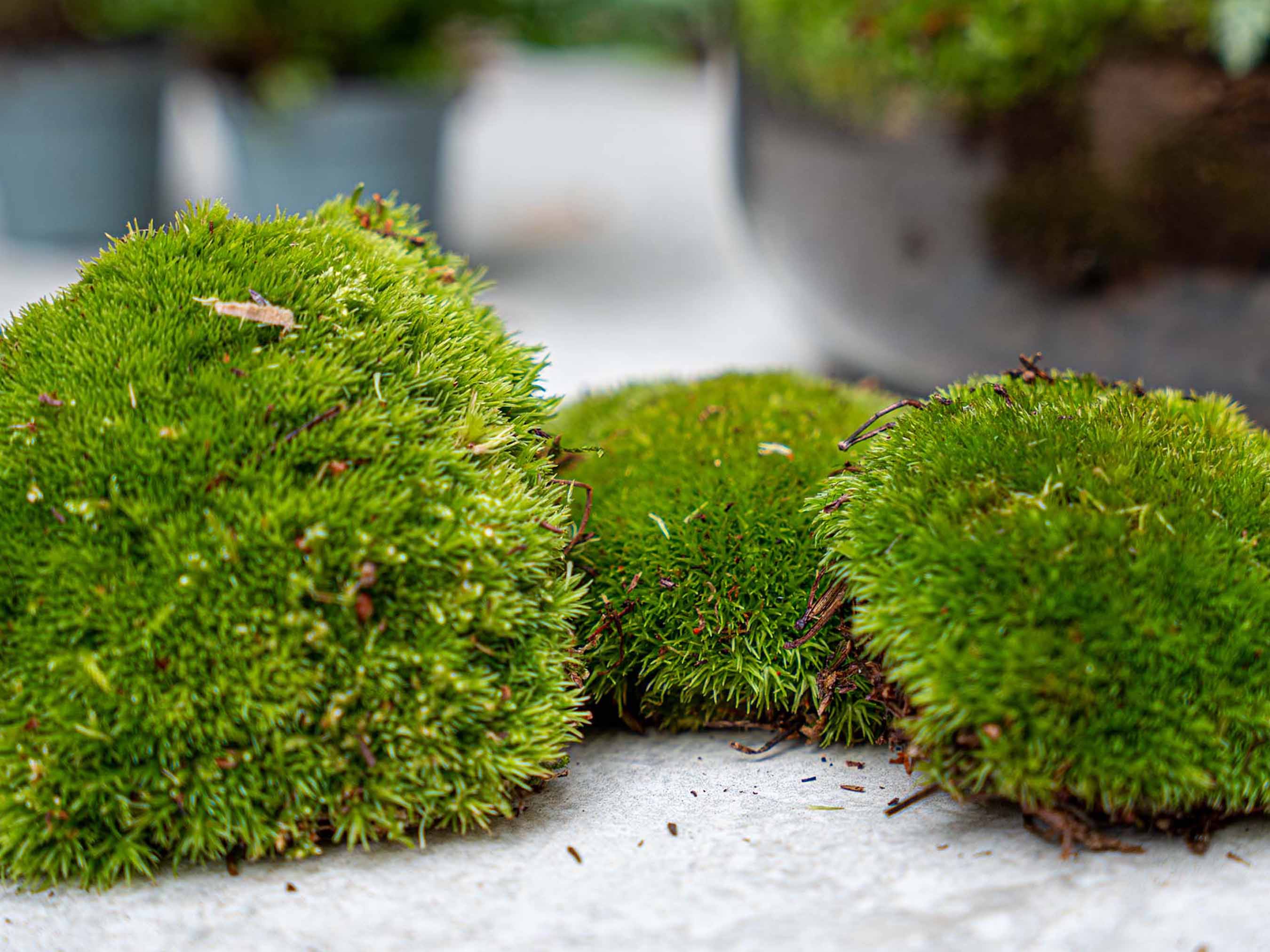 where to buy terrarium plants online Bonsai Ficus Ginseng - Plant Terrarium Refill & Starter kit