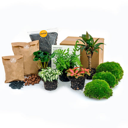 Plant terrarium package - Jungle 5 - Refill & Starter package  DIY terrarium refill kit