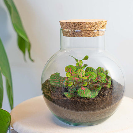 Terrarium DIY Kit - Noah - DIY kit - ↑ 20 cm