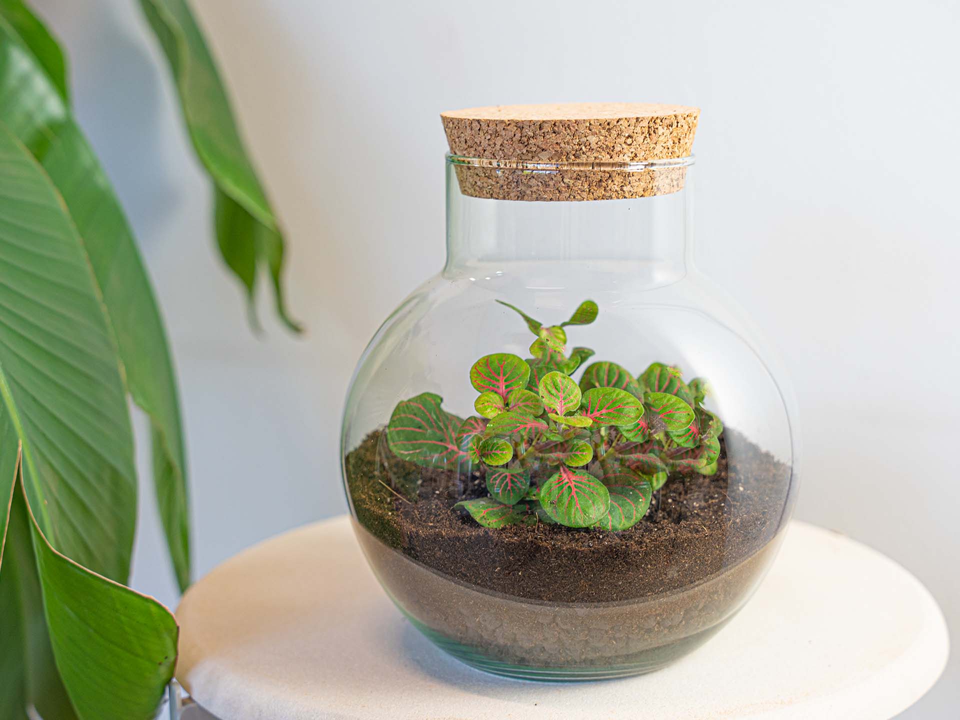 best plants for soda bottle terrarium DIY Terrarium Kit - Create your own mini Ecosystem