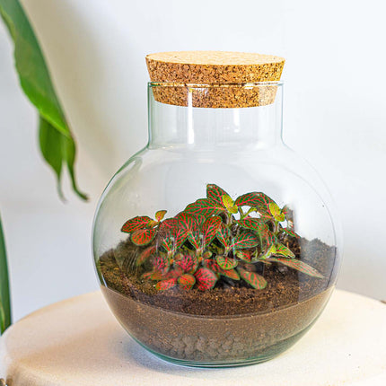 Terrarium DIY Kit - Noah - DIY kit - ↑ 20 cm