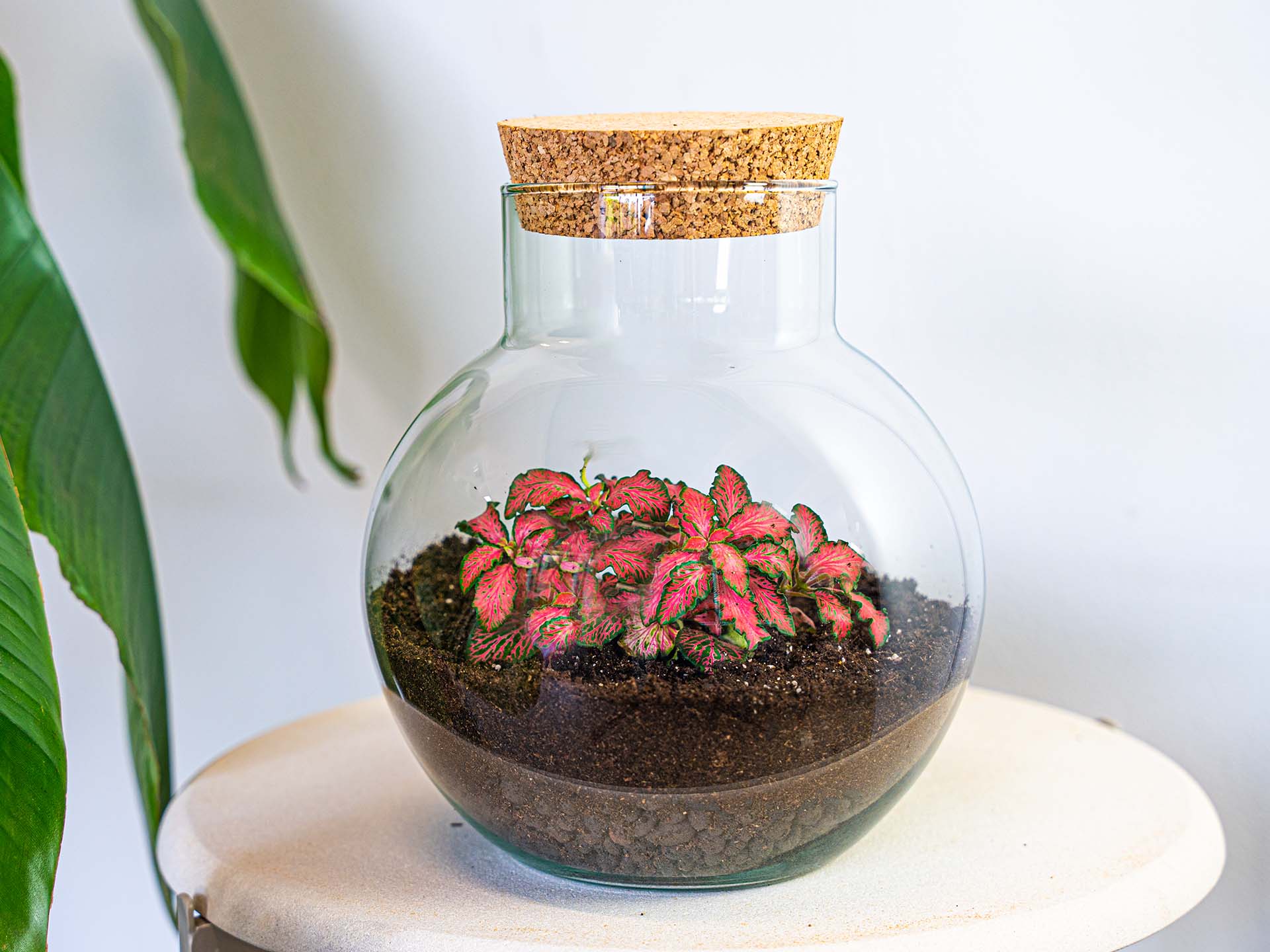 terrarium bottle plants DIY Terrarium Kit - Create your own mini Ecosystem