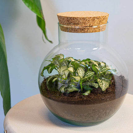 Plant Terrarium - Noah - DIY kit - ↑ 20 cm