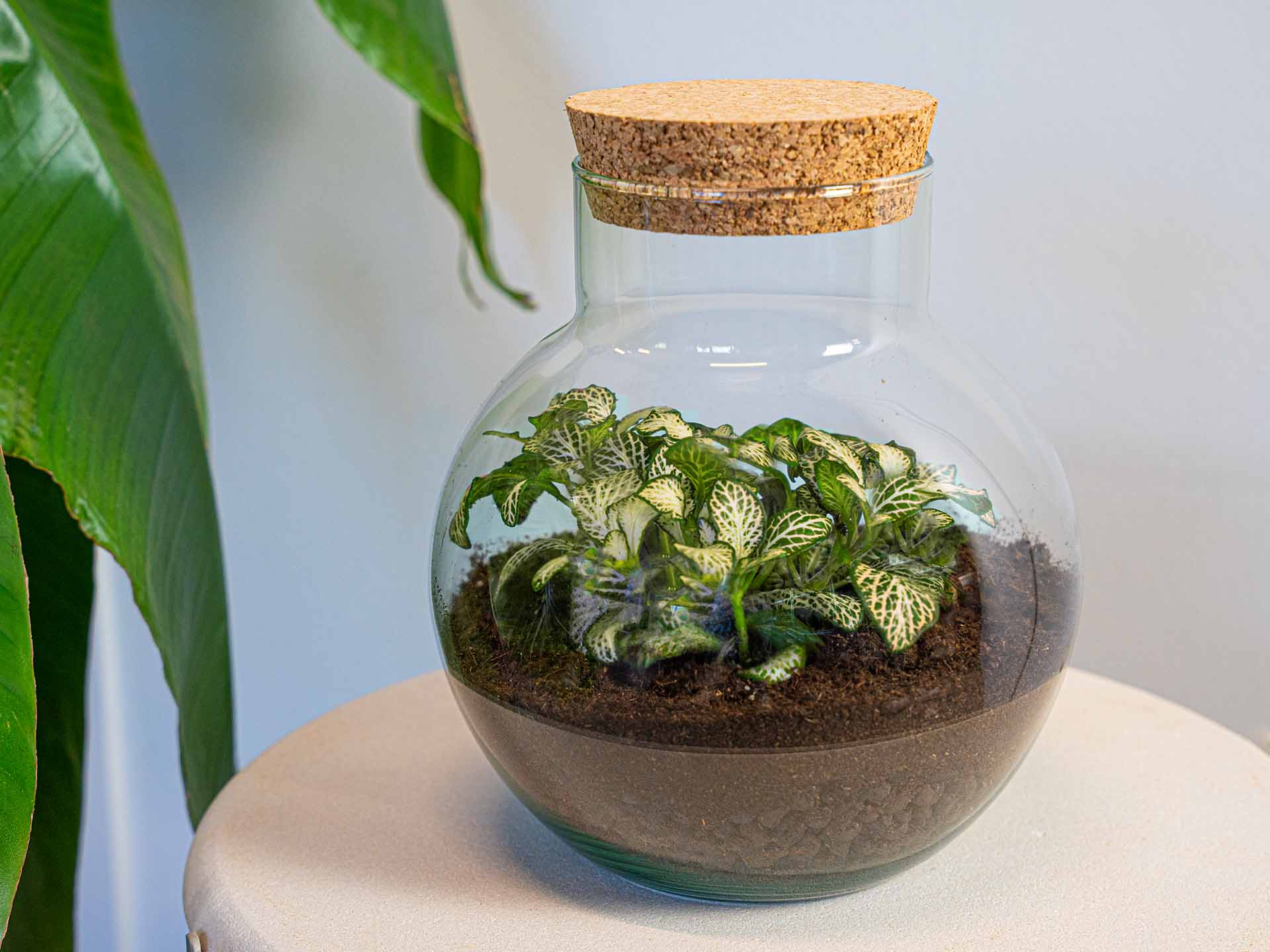 fittonia plant terrarium DIY Terrarium Kit - Create your own mini Ecosystem