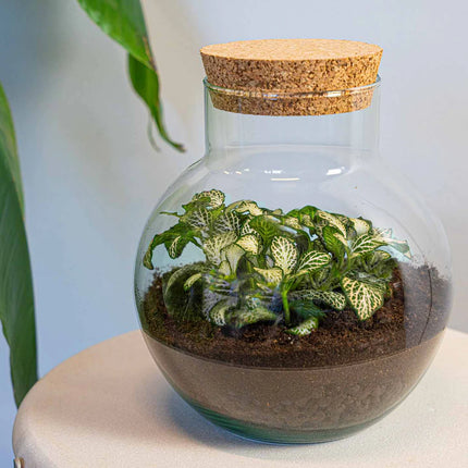 Terrarium DIY Kit - Noah - DIY kit - ↑ 20 cm