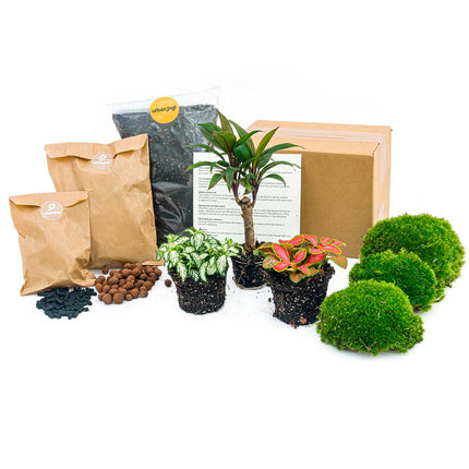 <tc>Paquet de terrarium pour plantes Coffea Arabica - Refill & Starter package Kit de recharge de terrarium DIY</tc>