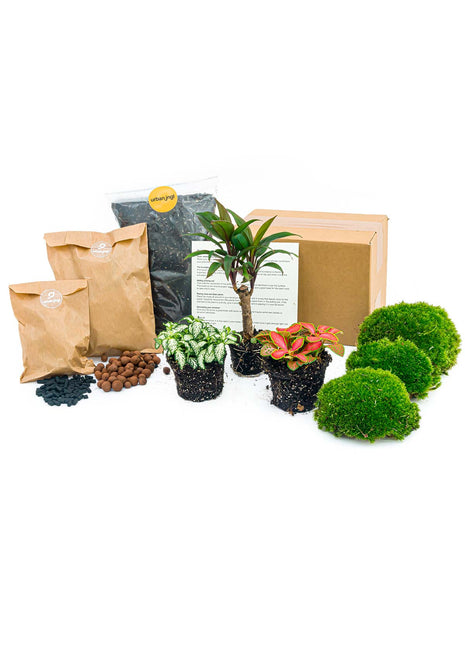 Plant terrarium package - Palm - 3 terrarium plants - Refill & Starter package - DIY Terrarium kit