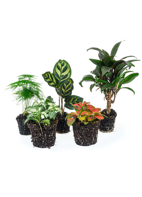 Plant terrarium set - Makoyana - 5 plants  - Palm - Calathea Makoyana - Asparagus - Red & White Fittonia