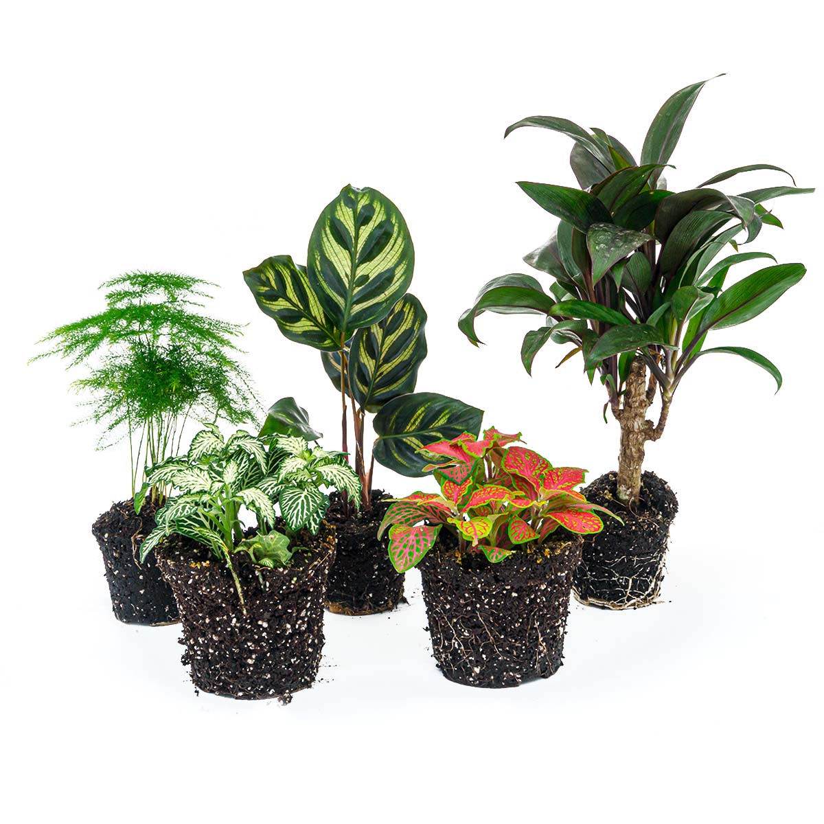 praying palm plant Plant terrarium set - Makoyana - 5 plants - Palm - Calathea Makoyana