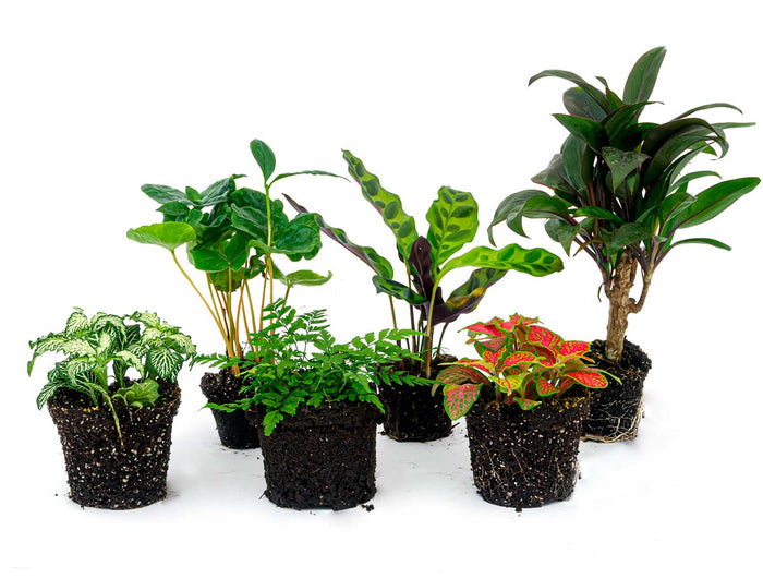 Terrarium Plant Set - 3 Houseplants 
