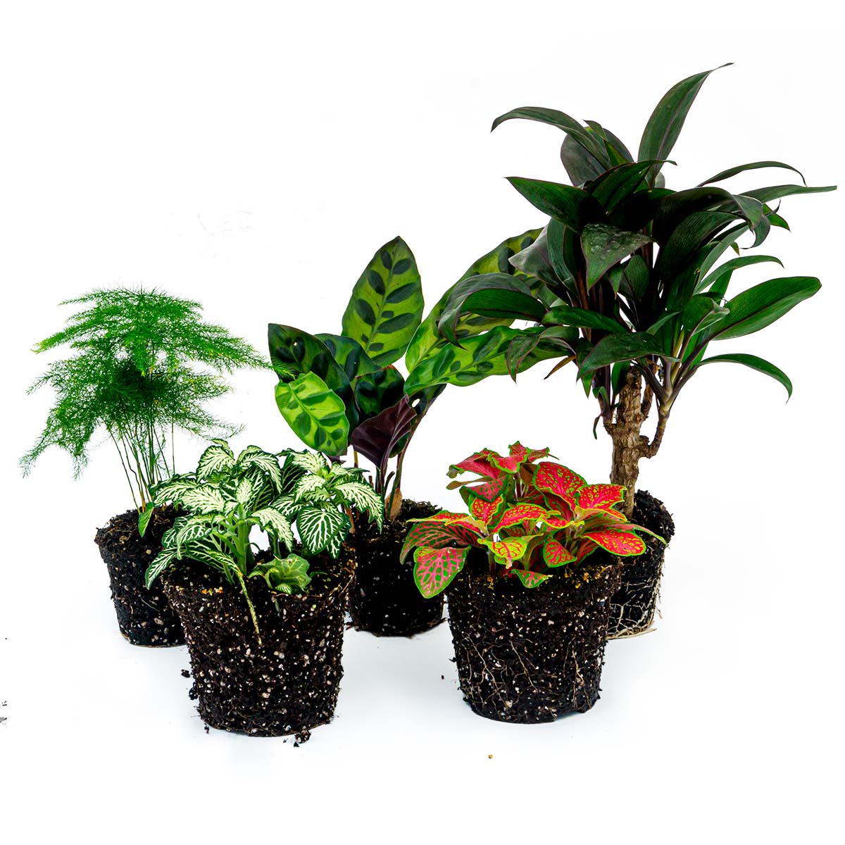 exotic terrarium plants Plant terrarium set - Lancifolia - 5 plants - Palm