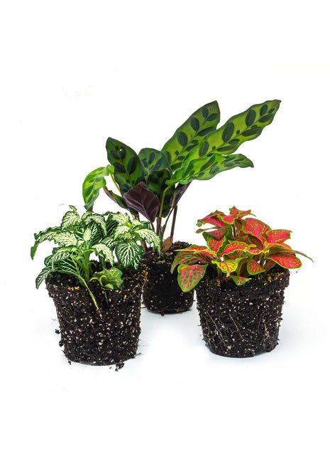 Plant terrarium set - Lancifolia - 3 plants - Calathea Lancifolia - Red & White Fittonia