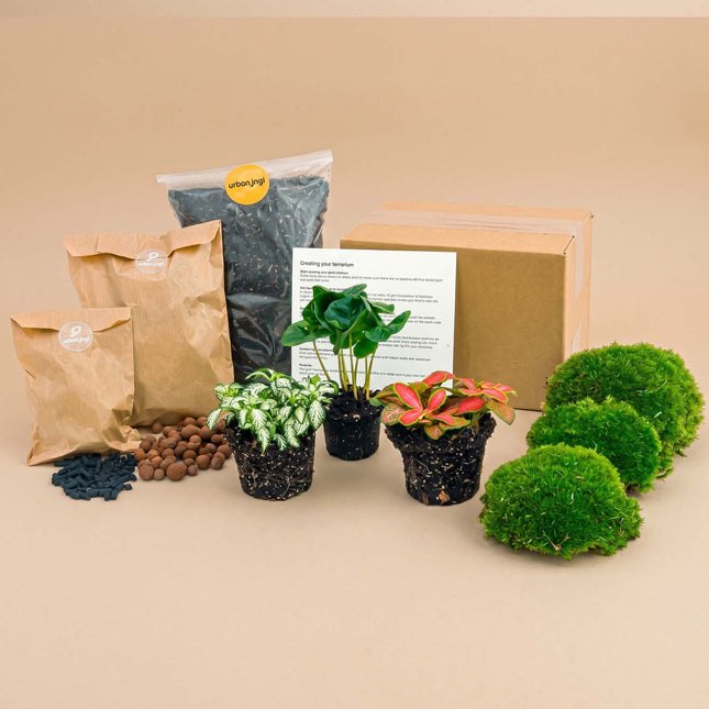 Coffea Arabica - Terrarium Start & Navul pakket - 3 terrarium planten - DIY