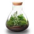 Planten terrarium - Sam XL - Ecosysteem met plant - ↑ 35 cm