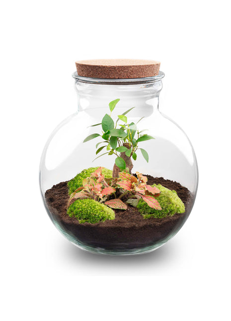 Terrarium DIY Kit - Teddy Bonsai - Bottle Garden - ↑ 26,5 cm