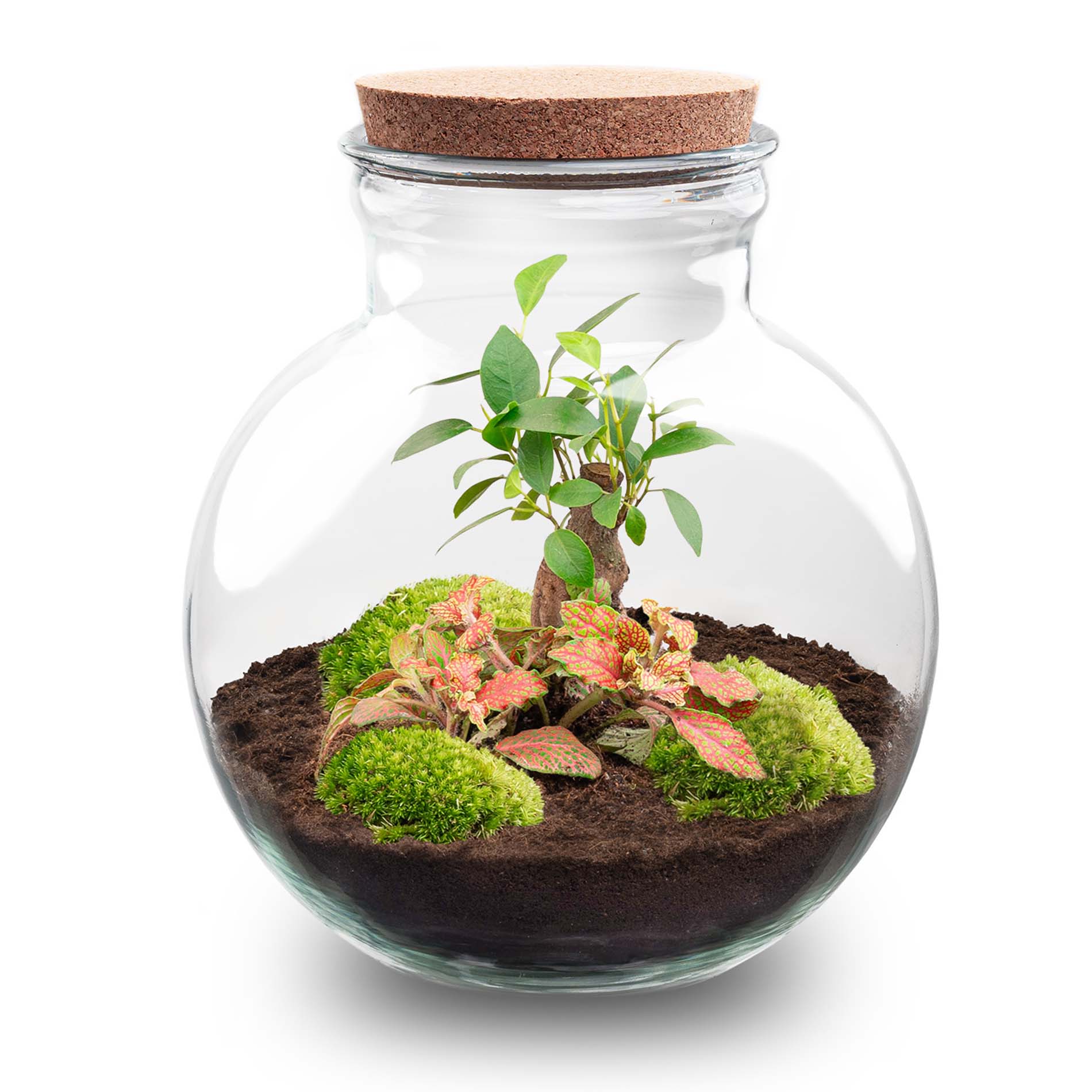 bonsai tree terrarium DIY Terrarium Kit - Create your own mini Ecosystem