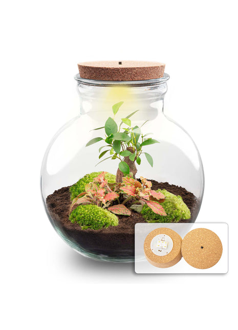 Terrarium DIY Kit - Teddy Bonsai - Bottle Garden - ↑ 26,5 cm
