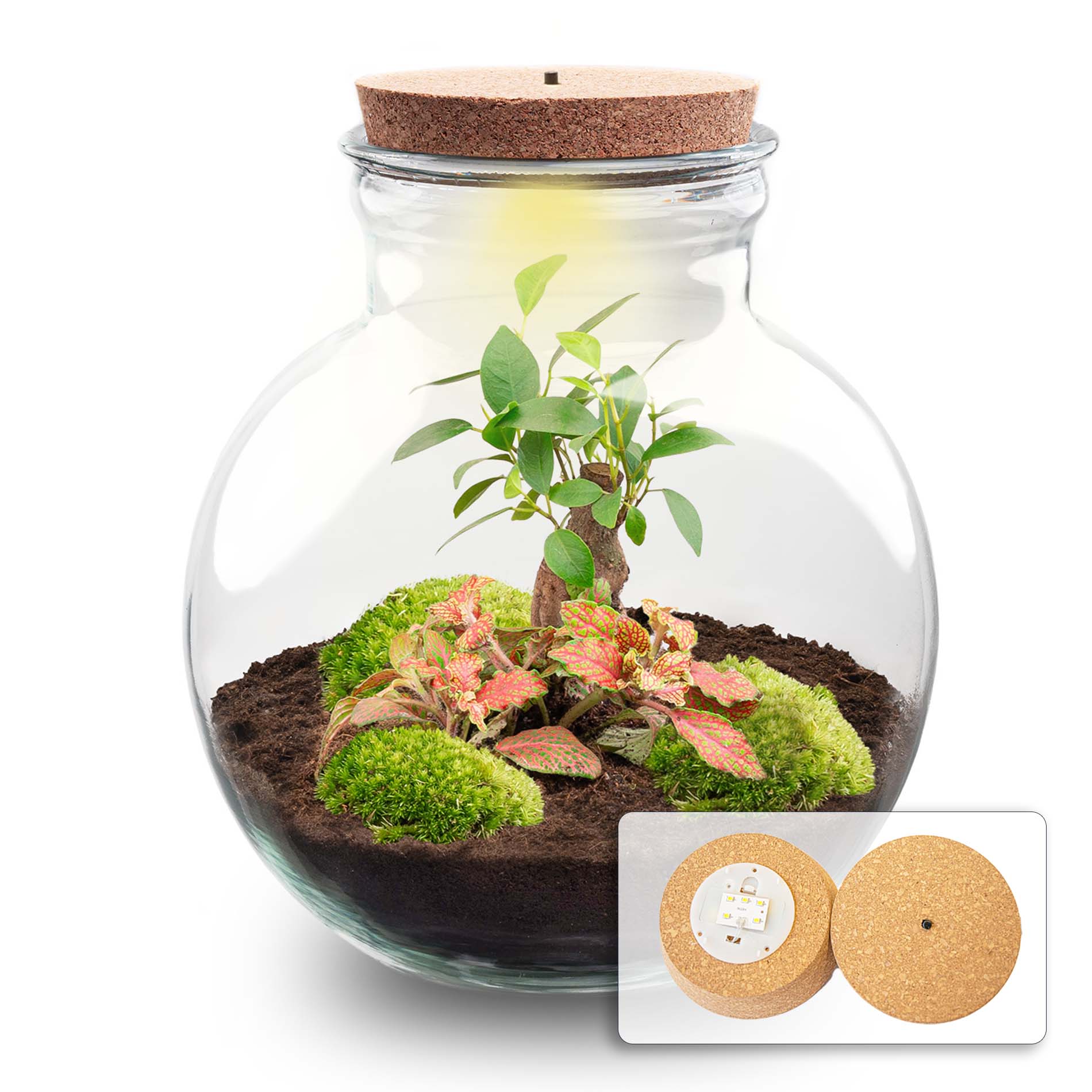 Terrarium DIY Set - Kreiere dein eigenes Mini-Ökosystem