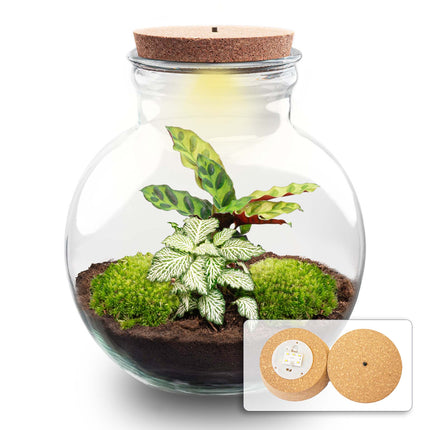 Kit DIY Terrario • Peluche • Ecosistema con plantas • ↑ 26,5 cm