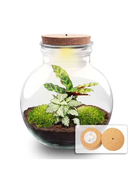Terrarium DIY Kit - Teddy - Bottle Garden - ↑ 26,5 cm