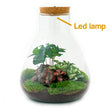 Planten terrarium • Sam Coffea met lamp • Ecosysteem plant met licht • ↑ 30 cm