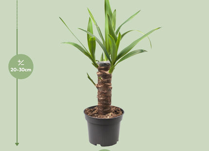 Yucca Elephantipes (Palm Lily) ↑ 40 cm