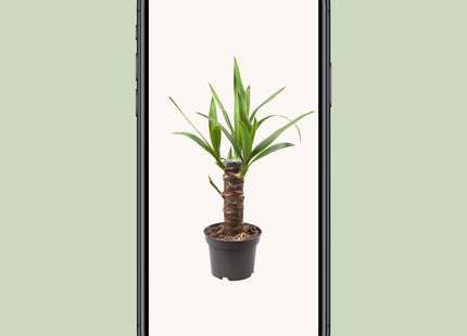 Yucca Elephantipes (Palm Lily) ↑ 40 cm