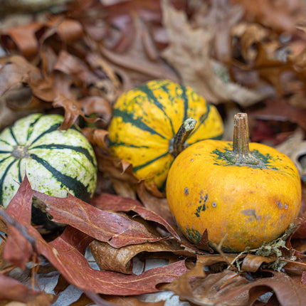 Kürbis (Pumpkin) Mini Set (3 Stück, 6–8 cm) – Natürliche Herbstdekoration