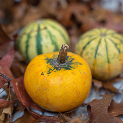 Kürbis (Pumpkin) Mini Set (3 Stück, 6–8 cm) – Natürliche Herbstdekoration